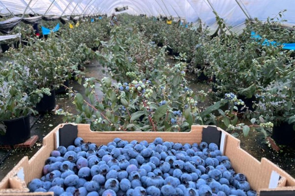 Moroccan blueberries face a time of low-intensity competition